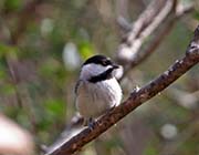 Picture/image of Carolina Chickadee