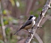 Picture/image of Carolina Chickadee
