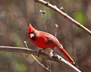 Picture/image of Northern Cardinal