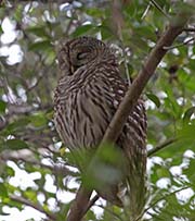 Picture/image of Barred Owl