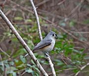 Picture/image of Tufted Titmouse