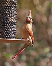 Picture/image of Northern Cardinal