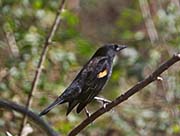 Picture/image of Red-winged Blackbird