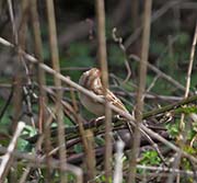 Picture/image of Field Sparrow
