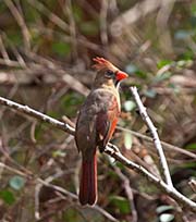 Picture/image of Northern Cardinal