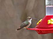 Picture/image of Rufous Hummingbird