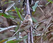Picture/image of Field Sparrow