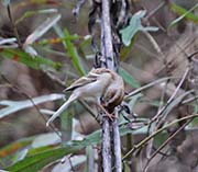 Picture/image of Field Sparrow