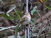Picture/image of Field Sparrow