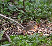 Picture/image of Field Sparrow