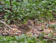 Picture/image of Field Sparrow