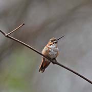 Picture/image of Rufous Hummingbird