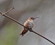 Picture/image of Rufous Hummingbird