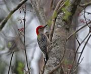 Picture/image of Red-bellied Woodpecker