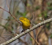 Picture/image of Pine Warbler