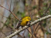 Picture/image of Pine Warbler