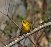 Pine Warbler