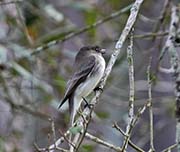 Picture/image of Eastern Phoebe