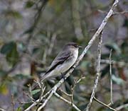 Picture/image of Eastern Phoebe
