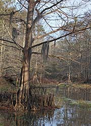 Picture/image of Northern Lake Pontchartrain