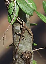Picture/image of New Orleans Area
