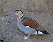 Picture/image of Ringed Teal