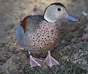 Picture/image of Ringed Teal