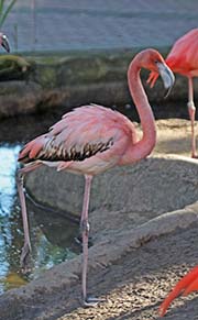 Picture/image of American Flamingo