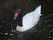 Picture/image of Black-necked Swan