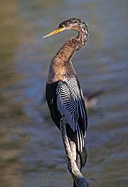 Picture/image of Anhinga
