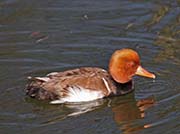 Picture/image of Red-crested Pochard