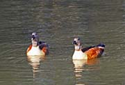 Picture/image of South African Shelduck