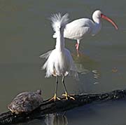 Picture/image of Snowy Egret