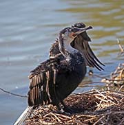 Picture/image of White-breasted Cormorant