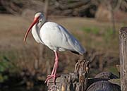 Picture/image of White Ibis