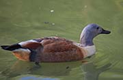 Picture/image of South African Shelduck