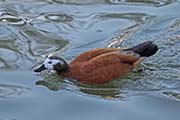 Picture/image of South African Shelduck