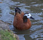 Picture/image of South African Shelduck