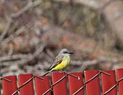 Picture/image of Tropical Kingbird