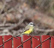 Picture/image of Tropical Kingbird