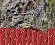 Picture/image of Tropical Kingbird