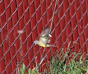 Picture/image of Tropical Kingbird