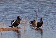 Picture/image of Neotropic Cormorant