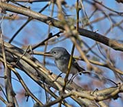 Picture/image of Blue-gray Gnatcatcher