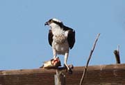 Picture/image of Osprey