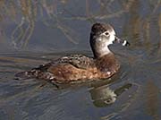 Picture/image of Ring-necked Duck