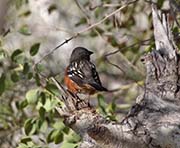 Picture/image of Spotted Towhee