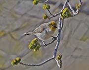 Picture/image of Verdin