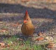 Picture/image of Northern Cardinal