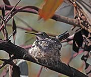 Picture/image of Anna's Hummingbird